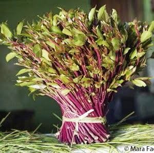 Fresh Miraa